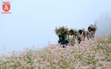 Ngất ngây với cánh đồng hoa tam giác mạch ở Hà Giang